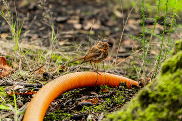 Young robin on orange pipe symbolizing survival and coexistence between natural and human ecosystem