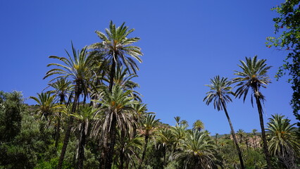 Fototapeta premium Tropical Vegetation and Palm Trees in Aqsseri Agadir, Moroccan Highlands 