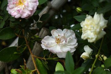 Rosa great maiden's blush white flower, Spring Flowering white Flower Heads on an Old English Rose (Rosa 'Great Maiden's Blush) with leaves, white double Alba rose Maiden's Blush flowers in a garden