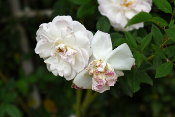 Obraz premium Rosa great maiden's blush white flower, Spring Flowering white Flower Heads on an Old English Rose (Rosa 'Great Maiden's Blush) with leaves, white double Alba rose Maiden's Blush flowers in a garden