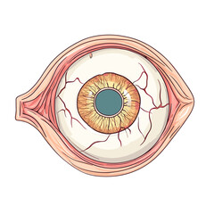 Detailed Anatomical Illustration of Human Eye with Visible Muscles Veins and Iris on a White Background