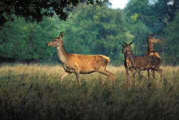 CERF D'EUROPE/CERFUS ELAPHUS