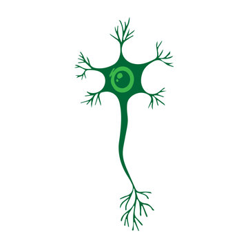 multipolar neuron