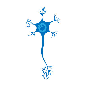 multipolar neuron