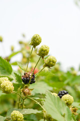 Natural food - fresh unripe blackberries in a garden. Bunch of unripe blackberry fruit, Rubus fruticosus - on branch with green leaves on a farm. Closeup, blurred background. Chakwal, Punjab, Pakistan