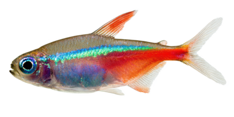 Vibrant Cardinal Tetra Fish A Stunning Aquarium Addition