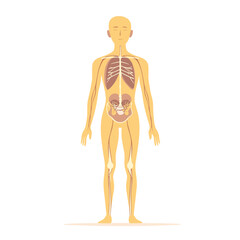 Human Body Anatomy Illustration Featuring Internal Organs and Lymphatic System in Light Orange Color Scheme on White Background