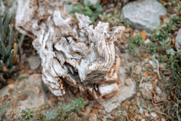 Natural wooden texture found in outdoor rocky landscaping environment