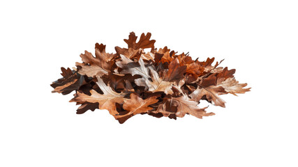 Pile of Dried Oak Leaves Isolated on Transparent Background