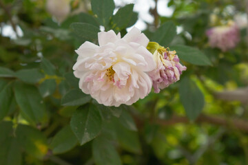 Rosa great maiden's blush white flower, Spring Flowering white Flower Heads on an Old English Rose (Rosa 'Great Maiden's Blush) with leaves, white double Alba rose Maiden's Blush flowers in a garden