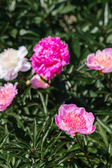 Fototapeta premium Vibrant peonies blooming in a lush garden during spring season