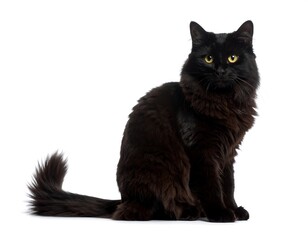 Obraz premium Black cat sitting
