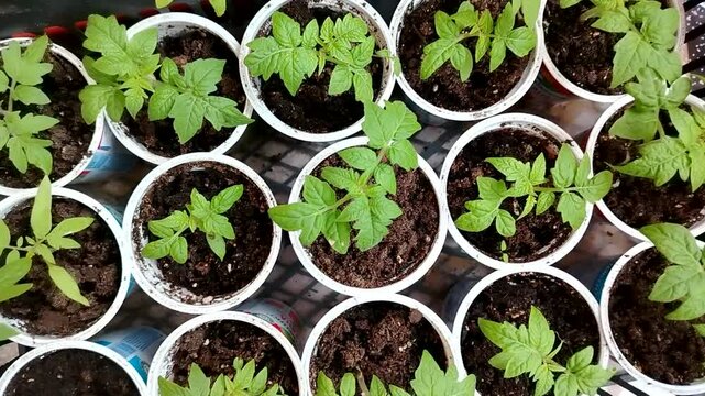 Close-up of tomato seedlings in plastic cups, top view.