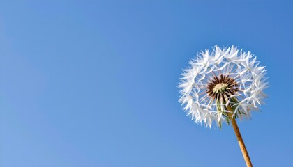 Naklejka premium a single white dandelion puff in flight against a clear blue sky background. the dandelion is in focus, with its delicate seed head captured mid air