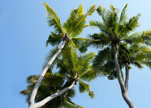 coconut palm tree and blue sky