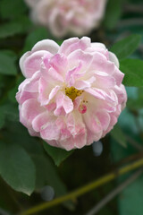 Rosa great maiden's blush pink white flower, Spring Flowering Soft pink white Flower Heads on an Old English Rose (Rosa 'Great Maiden's Blush) with leaves, Pink double Alba rose Maiden's Blush flowers