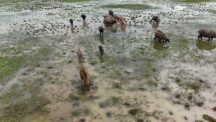 top view aerial uav buffalo landscape.Thai buffalo herd standing in the meadow,Buffalo in the...