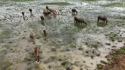 top view aerial uav buffalo landscape.Thai buffalo herd standing in the meadow,Buffalo in the...