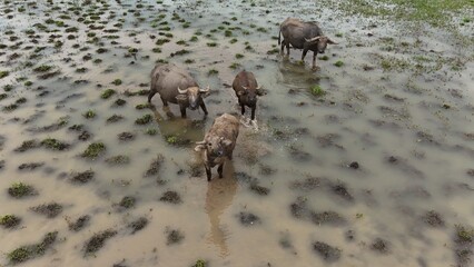 top view aerial uav buffalo landscape.Thai buffalo herd standing in the meadow,Buffalo in the...
