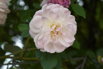 Obraz premium Rosa great maiden's blush pink white flower, Spring Flowering Soft pink white Flower Heads on an Old English Rose (Rosa 'Great Maiden's Blush) with leaves, Pink double Alba rose Maiden's Blush flowers
