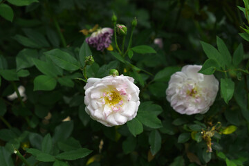 Rosa great maiden's blush pink white flower, Spring Flowering Soft pink white Flower Heads on an Old English Rose (Rosa 'Great Maiden's Blush) with leaves, Pink double Alba rose Maiden's Blush flowers