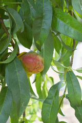 Fresh Ripe nectarine fruits on a tree branch with leaves closeup, A bunch of ripe nectarine, Ripe...