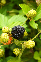Natural food - fresh ripe blackberries in a garden. Bunch of ripe blackberry fruit - Rubus...