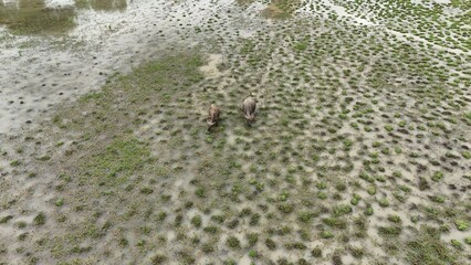 top view aerial uav buffalo landscape.Thai buffalo herd standing in the meadow,Buffalo in the...