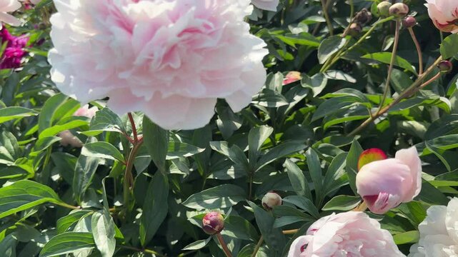Gentle peonies blooms in flower garden.