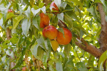 Fresh Ripe nectarine fruits on a tree branch with leaves closeup, A bunch of ripe nectarine, Ripe...