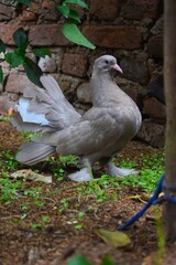 Two elegant pigeons, one in focus with striking brown and white plumage and feathered feet, stand gracefully on a concrete surface in an outdoor setting.