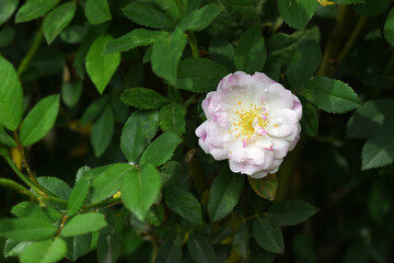 Rosa great maiden's blush pink white flower, Spring Flowering Soft pink white Flower Heads on an Old English Rose (Rosa 'Great Maiden's Blush) with leaves, Pink double Alba rose Maiden's Blush flowers