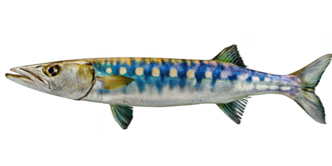 Striped Barracuda Fish Detailed Illustration of a Marine Predator