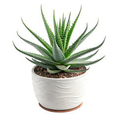 Aloe Vera Houseplant in Decorative Pot on Transparent Background