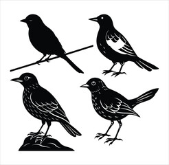 A set of wild birds, a collection of animal silhouettes as a vector illustration on white, showing nature's design with feather and wing.