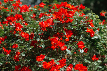 Bright red flowers blooming in a lush garden during sunny spring afternoon