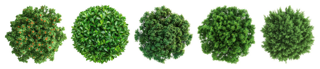 Obraz premium PNG Lush green spherical plant arrangements, element set on transparent background