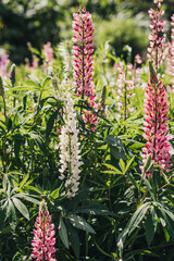 Colorful lupin flowers blooming in a sunny garden during springtime