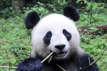 Fototapeta premium Panda enjoying bamboo snack in nature