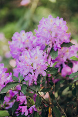 Blooming purple rhododendrons in a lush garden during spring season