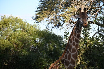 giraffe in the wild
