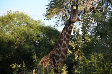 giraffe in kruger national park 