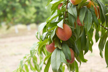 Fresh Ripe Peach fruits on a tree branch with leaves closeup, A bunch of ripe Peaches on a branch,...