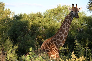 giraffe in kruger national park 