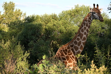 giraffe in kruger national park 