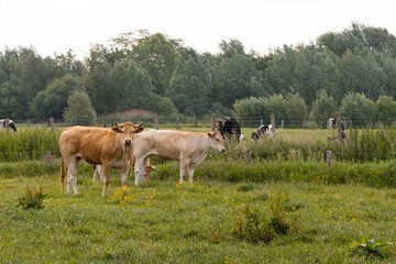 beige cows in field in summer