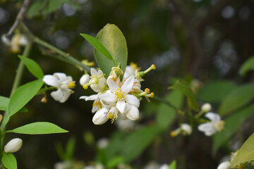 Blossoming orange tree flowers, orange blossoms, Spring harvest, closeup of Orange tree branches with flowers and leaves, buds and leaves, white little flower closeup, Chakwal, Punjab, Pakistan