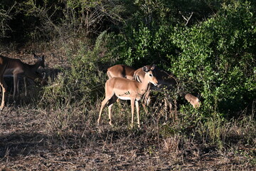 impala antelope in kruger national park south africa 