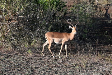 impala antelope in kruger national park 
