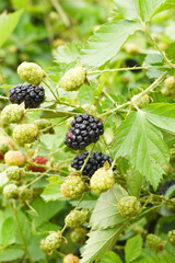 Natural food - fresh ripe blackberries in a garden. Bunch of ripe blackberry fruit - Rubus...